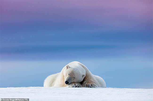 Photo of a polar bear in Svalbard, Norway.