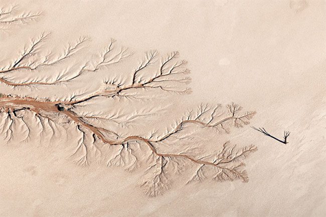 Minimalist landscape photo by Jay Roode titled Tree of Life