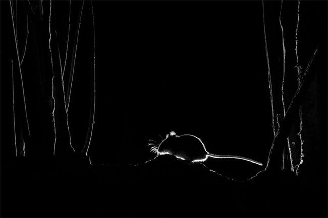 Photo of a mouse foraging outside a house