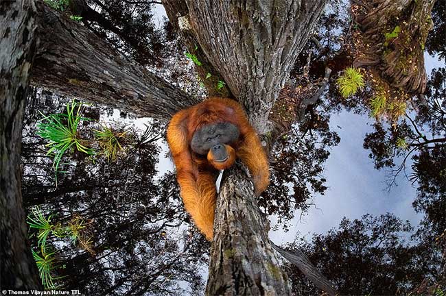 Winning photo of the Nature TTL Photography Awards 2021