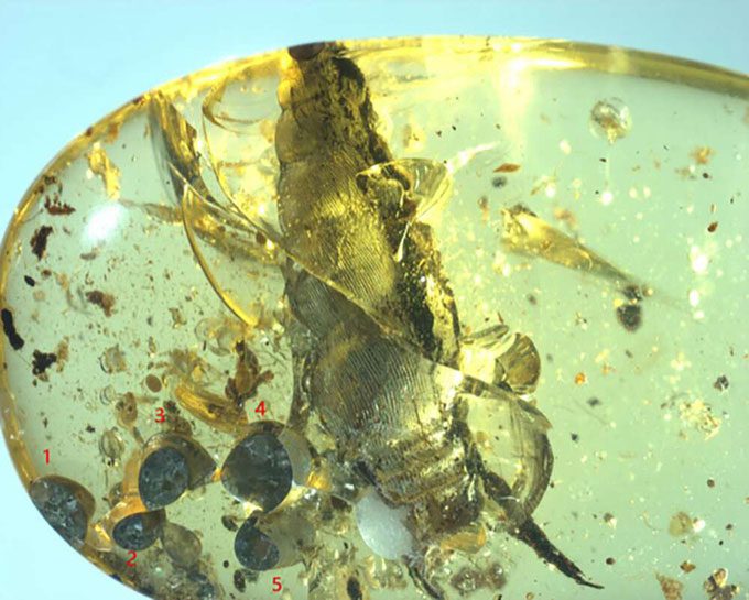 A family of snails perished under a layer of tree resin.