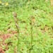 hoa lan Serapias parviflora 650