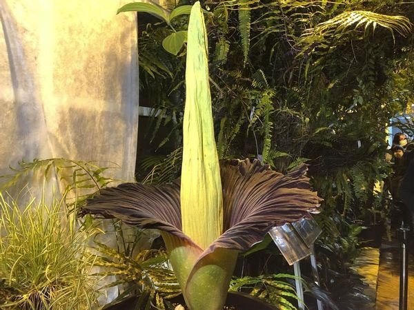 "Corpse Flower" blooms in Warsaw, at risk of extinction.