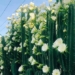 hoa xuong rong 650