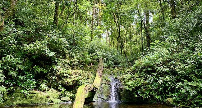 Khe Ro - the site where scientists discovered Chlorogomphus danhky.