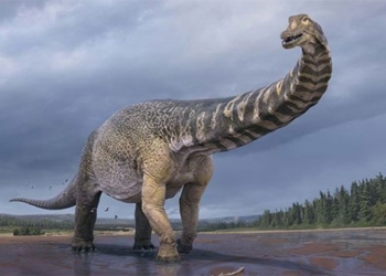 khung long Australotitan cooperensis 650