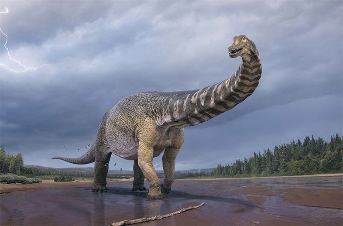 Dinosaur Australotitan cooperensis
