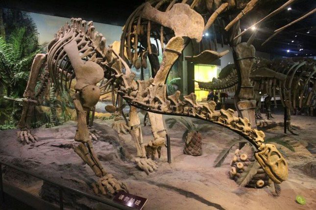 The Shunosaurus dinosaur