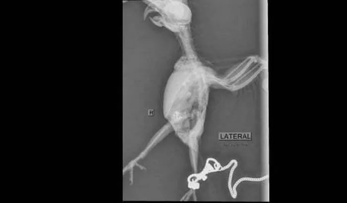 X-ray showing multiple gems inside the parrot's stomach.
