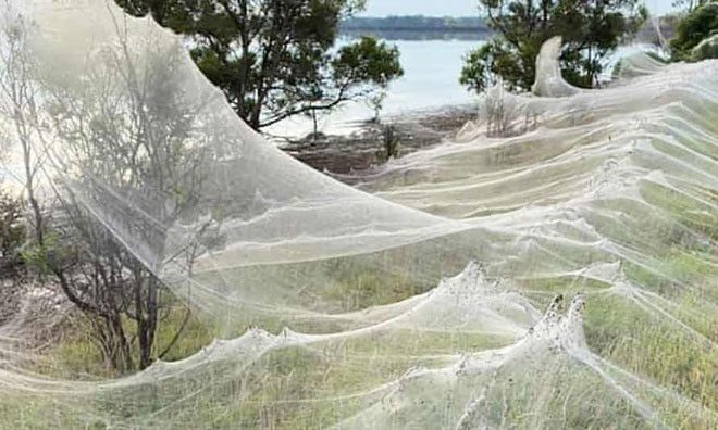 Giant spider webs in Traralgon, Australia.