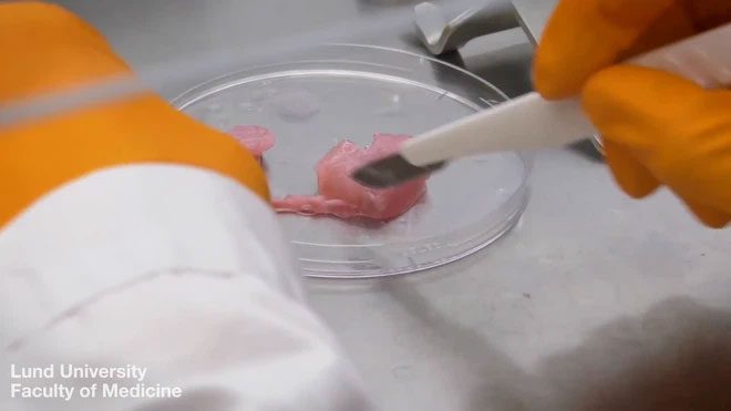 The process of printing living tissue is similar to 3D printing regular objects.
