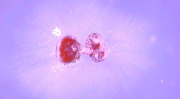 This fungus is effective but expensive and does not last long due to the temperatures in the beehive.
