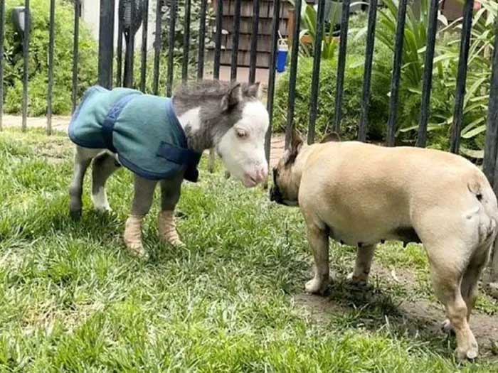 Currently, the foal lives indoors with the dogs.