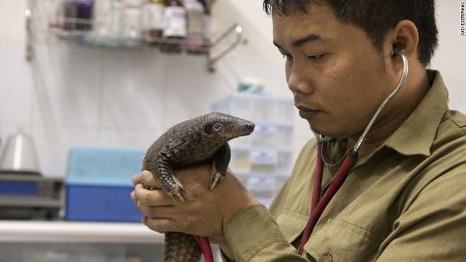 Mr. Nguyễn Văn Thái checking the health of a pangolin.