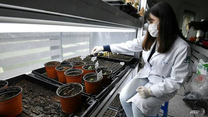 A researcher conducting experiments at the wild seed research department.