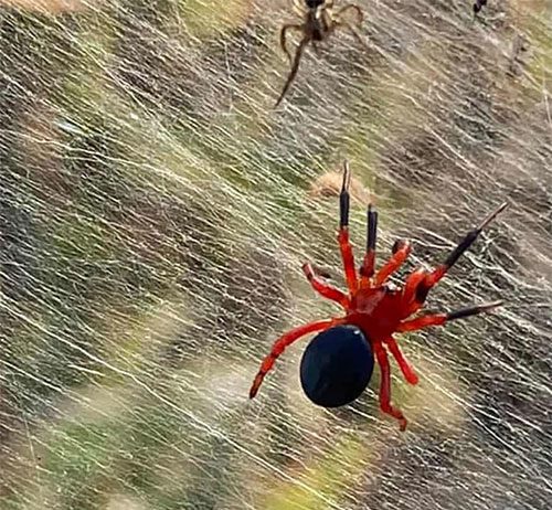 A recorded spider specimen.