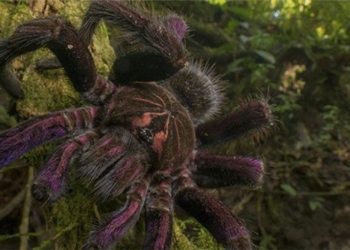 nhen tarantula 650
