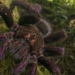 nhen tarantula 650