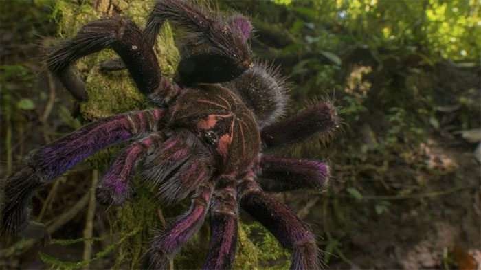 Tarantulas first appeared about 120 million years ago.
