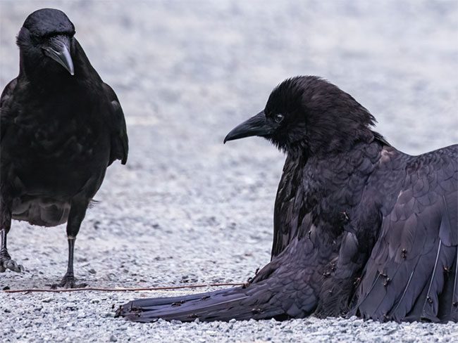 Crow covered in ants.