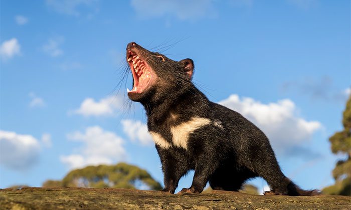 Tasmanian Devil