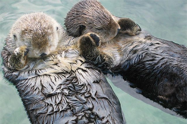 Otters holding hands while sleeping