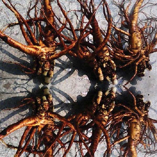 The root system of the plant touted as “Đại Quang ginseng”.