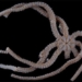 sao bien duoi ran Ophiojura exbodi 650