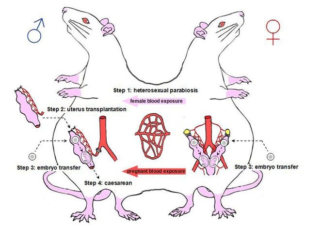 Diagram of the "pregnant male mouse" experiment by Chinese scientists.
