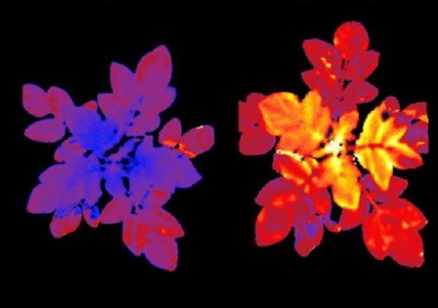 Miraculous plants glow under stress, poorly developed.