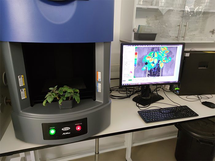 Scientist analyzing potato plants in the laboratory.