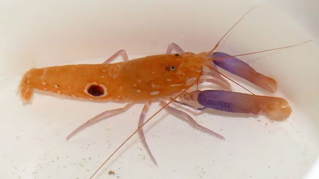 Bullseye mantis shrimp are bright yellow or orange with purple claws and a distinctive blue dot on each side of their body.