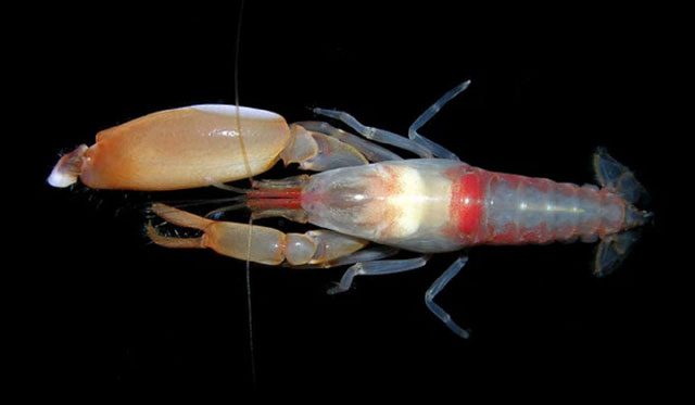 Mantis shrimp produce heat greater than that of volcanic lava.