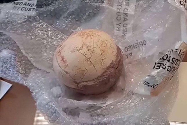 Close-up of the fossilized dinosaur egg.