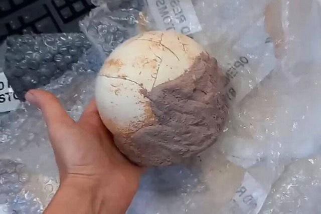The prehistoric dinosaur egg recently seized by Italian Customs.