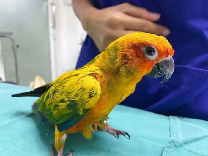 Parrot Frosty taken to the emergency hospital by its owner.