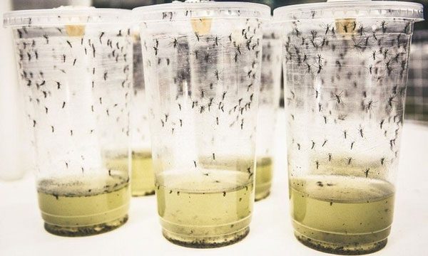 Mosquitoes carrying Wolbachia bacteria