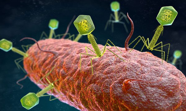 Most newly discovered viruses are bacteriophages - a type of virus that attacks bacteria