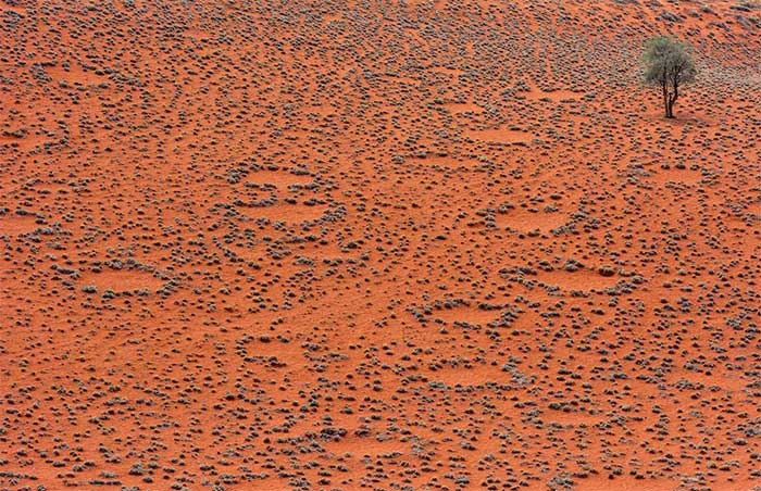 Fairy Circles
