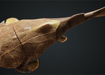 Bianchengichthys micros 650