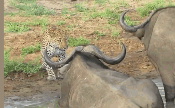 When confronted with the two mature buffalo, it hesitated to strike.