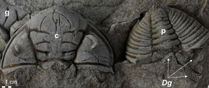 New trilobite fossil and a previously found specimen in similar condition