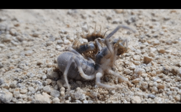 The battle between the venomous centipede and the camel spider