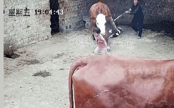 The grandmother repeatedly strikes the cow with the tool she is holding in an attempt to stop it.