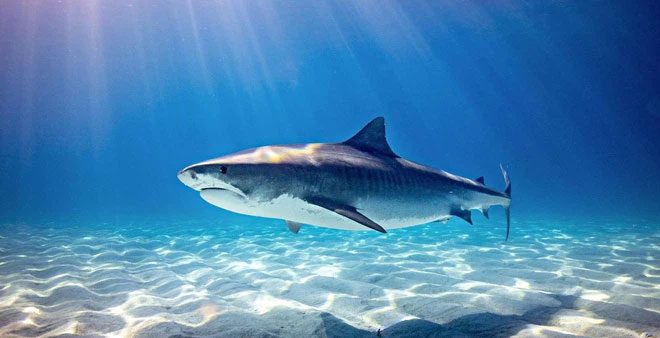 Sharks remain a creature with many mysteries that humans have yet to explore.
