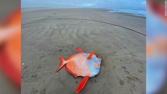 The moonfish when it was first discovered