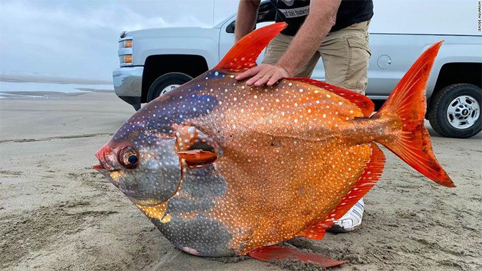 The moonfish weighing about 45kg discovered on July 14