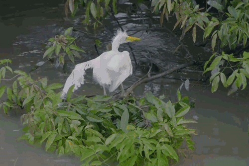 Caiman crocodile lunges, capturing a heron in the blink of an eye.