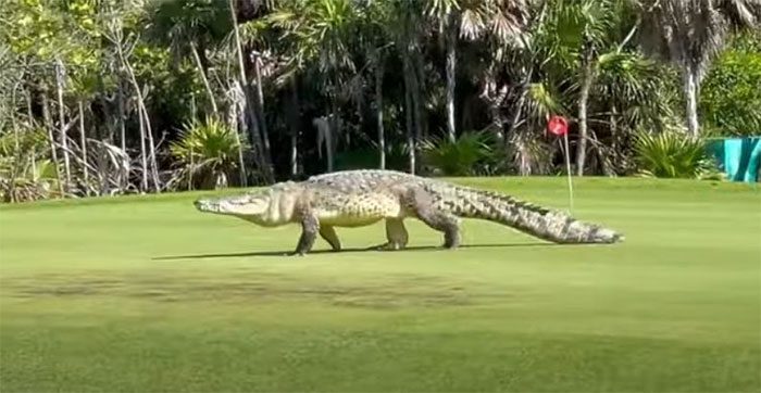 The crocodile calmly walks through the holes on the golf course.