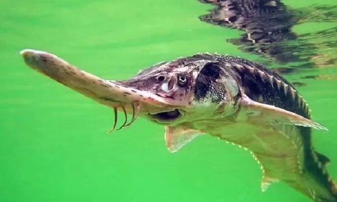 Starry sturgeon, one of the five critically endangered species that may be affected by the Namakhvani hydropower project.